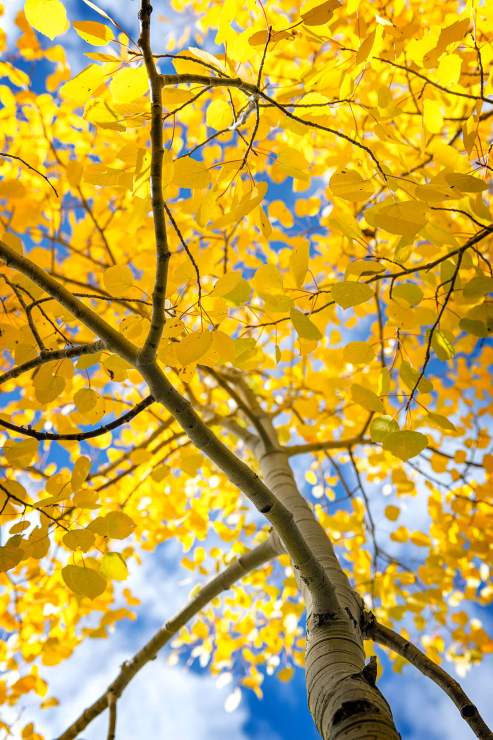 fall yellow leaves