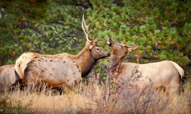 Elk, Rocky Mountain National Park