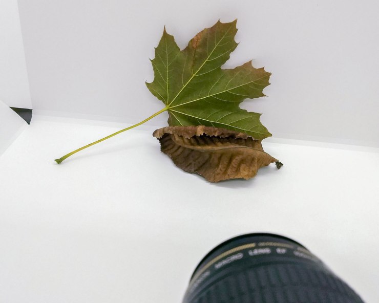 green leaf with dried leaf macro set up