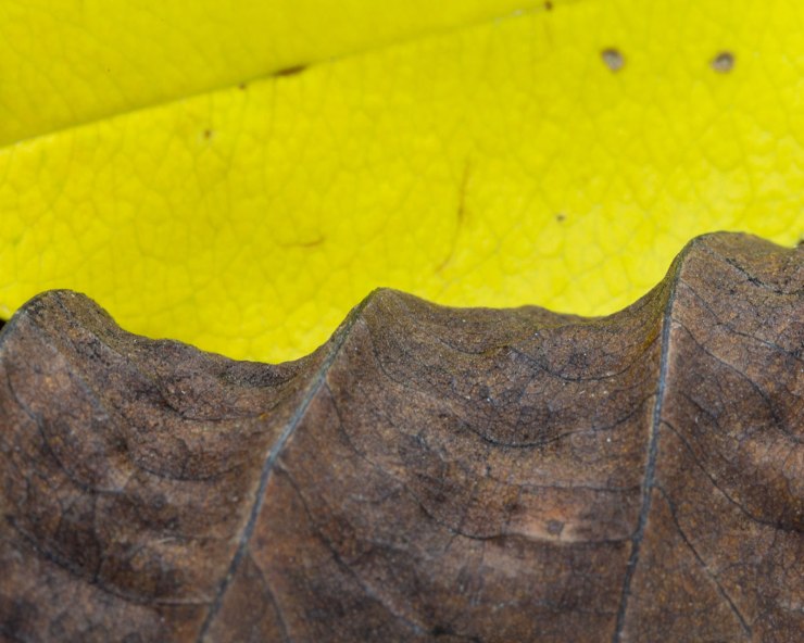 Yellow leaf with dried leaf macro photo