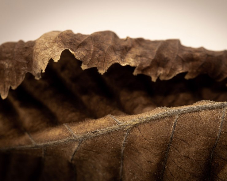 dried leaf macro photo