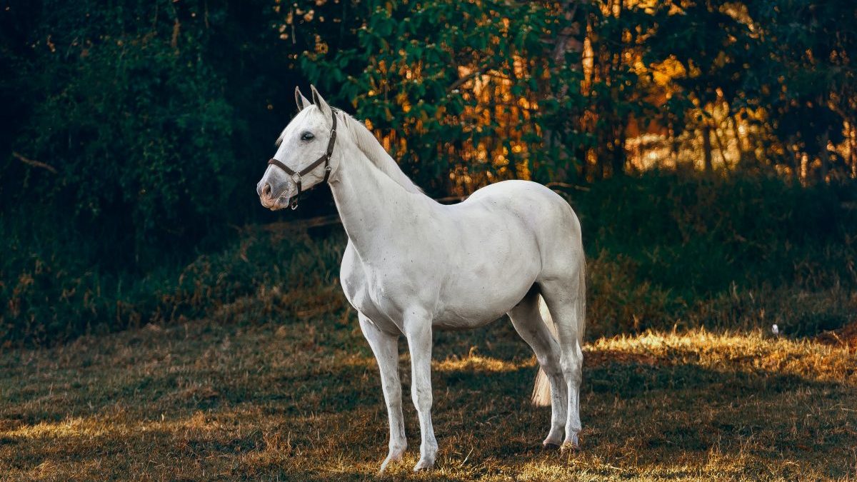 Best books about horses