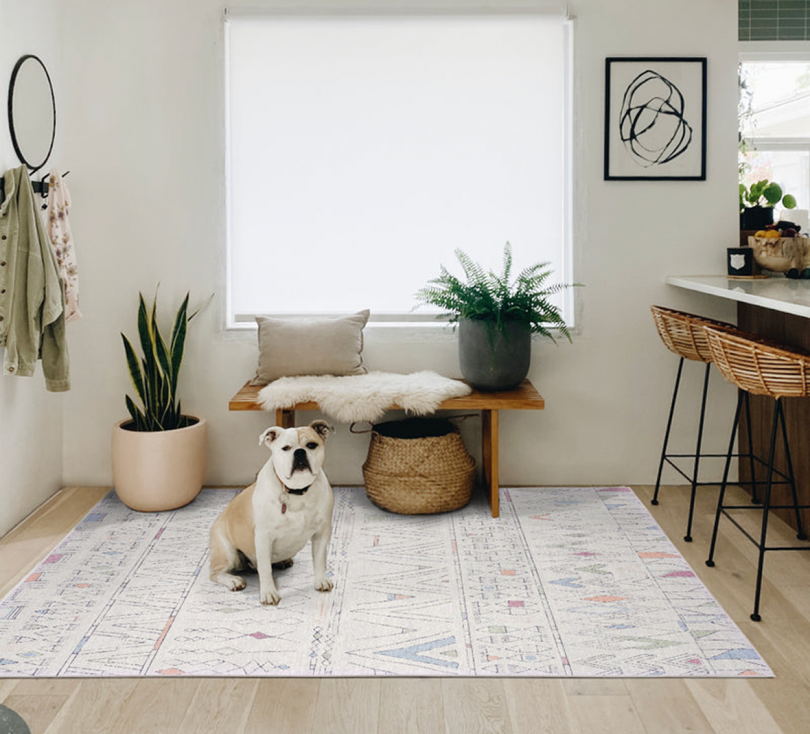 light filled living space with plants, floor rug, and bulldog