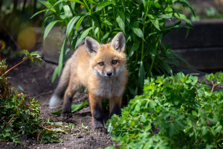 baby fox walking toward