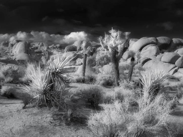desert infrared photo from joshua tree national park
