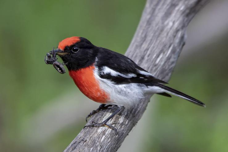 Andrew Haysom - Red Capped Robin