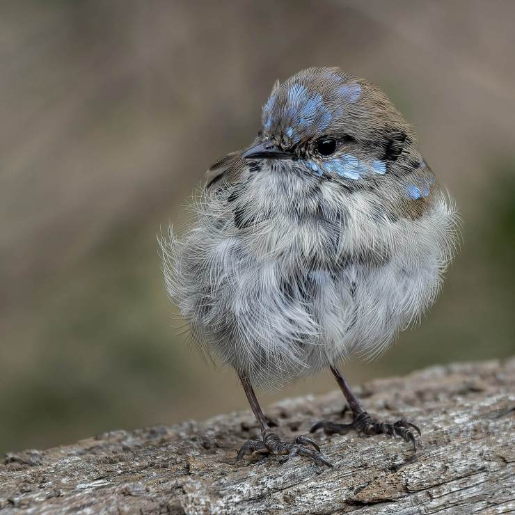 Andrew Haysom - Superb Fairywren