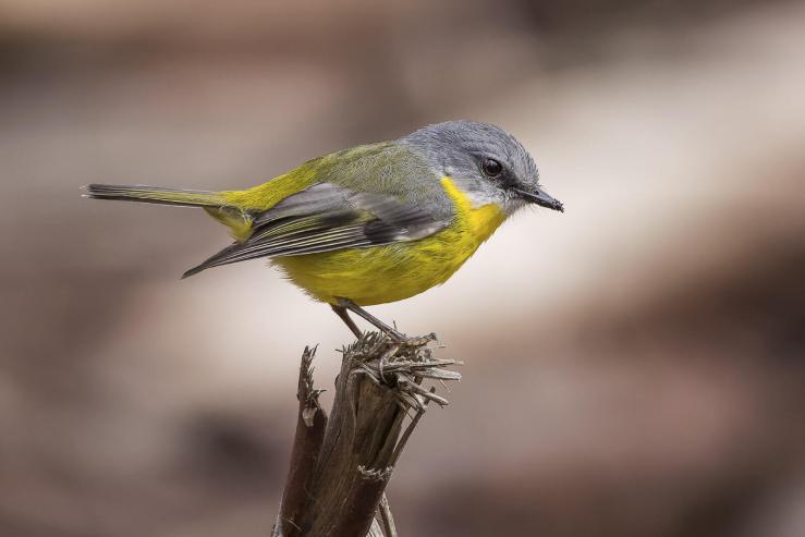 Andrew Haysom - Eastern Yellow Robin