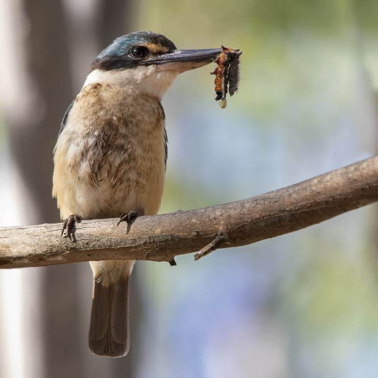 Andrew Haysom - Sacred Kingfisher