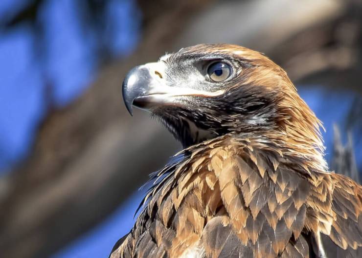 Andrew Haysom - Wedgetail Eagle