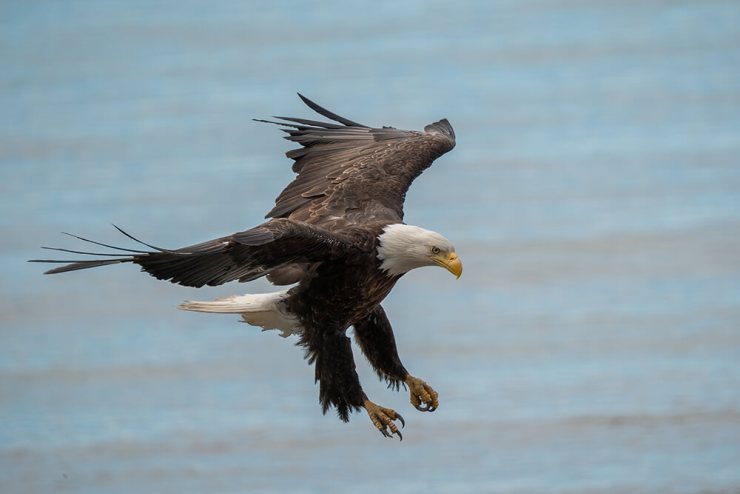 David Akoubian - Bald Eagle