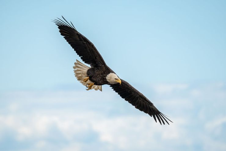 David Akoubian - Bald Eagle