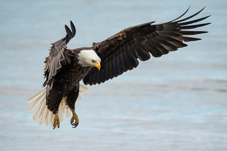 David Akoubian - Bald Eagle