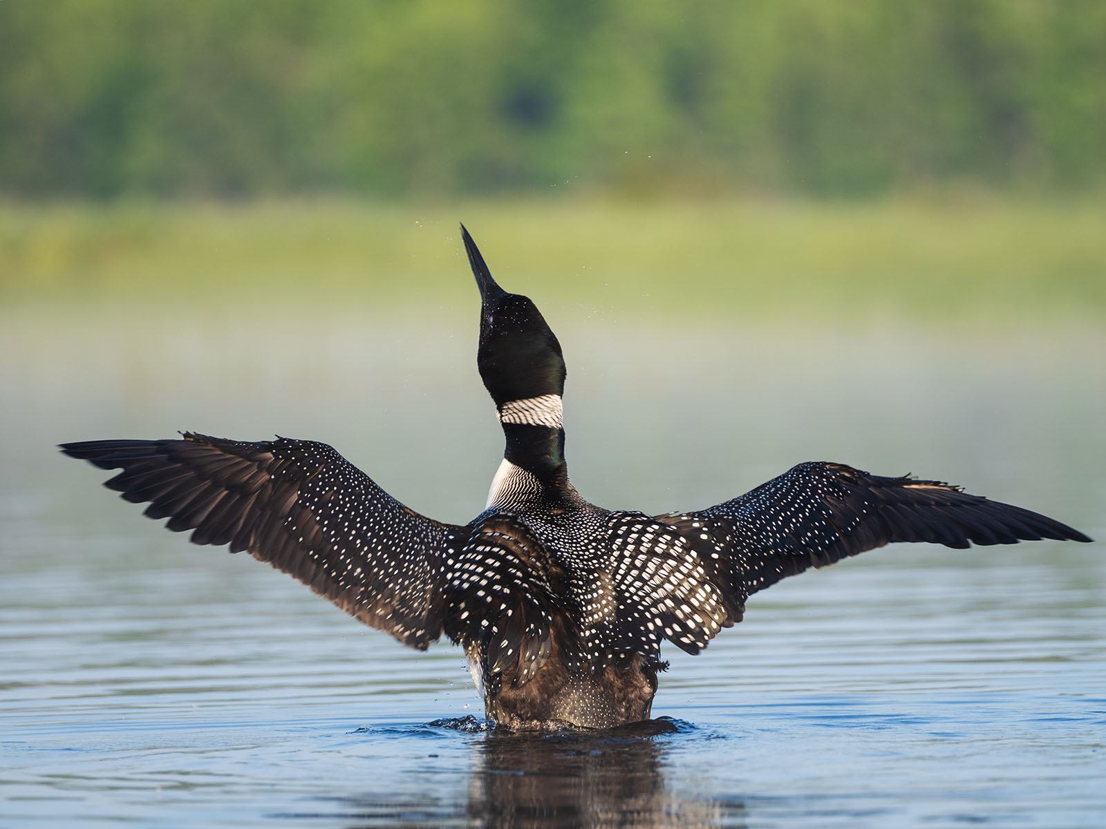 loon in the water