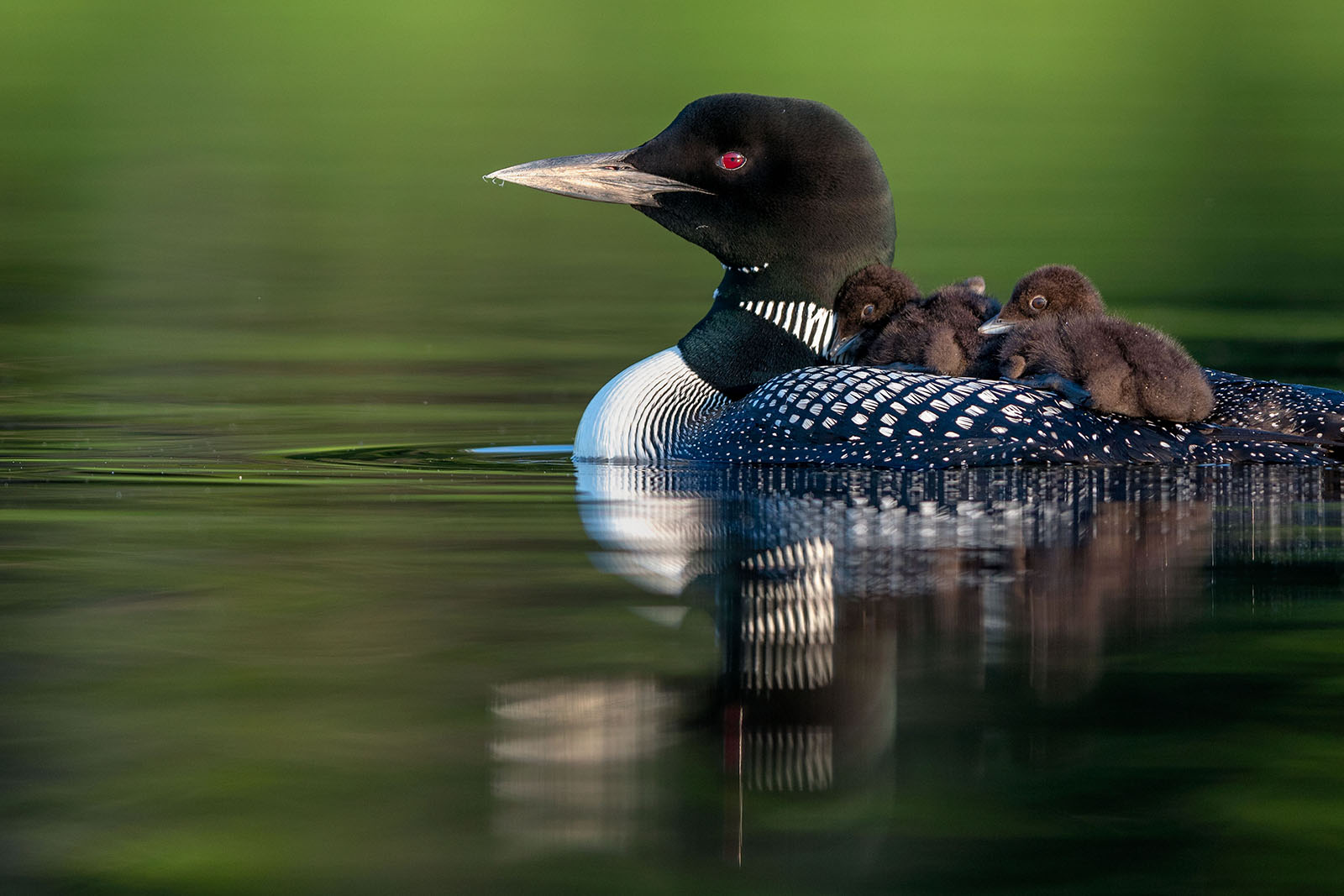 Loon and babies in the water