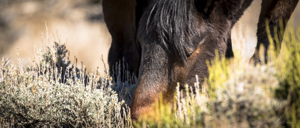 horses Nose to the Grindstone - Copyright 2015 Doug Daulton