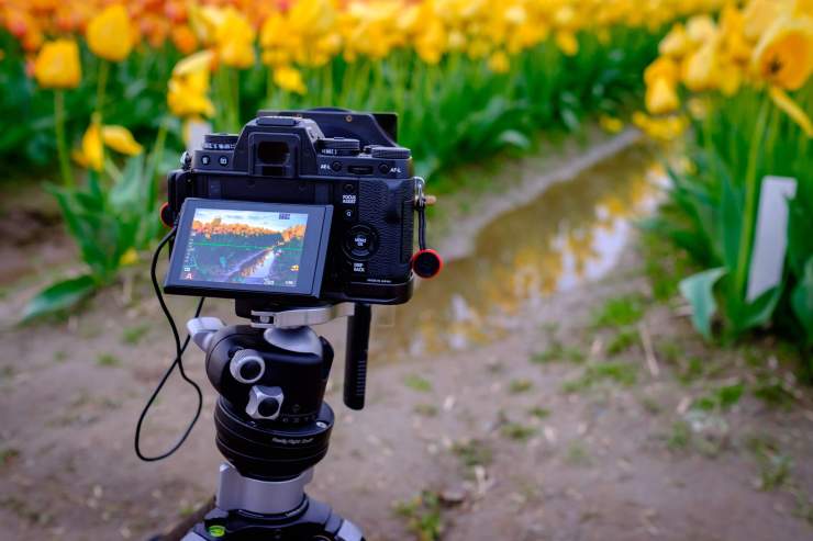 Camera in the tulip fields dirty photography secrets
