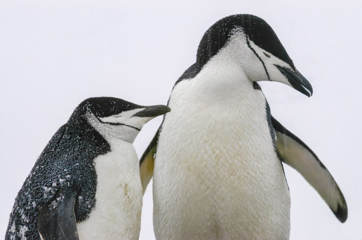 penguins edges