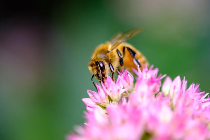 bee photography