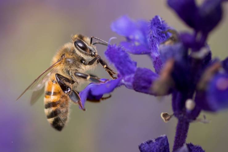 bee photography