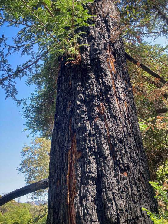 Burnt tree, Malibu Creek State Park, CA.
