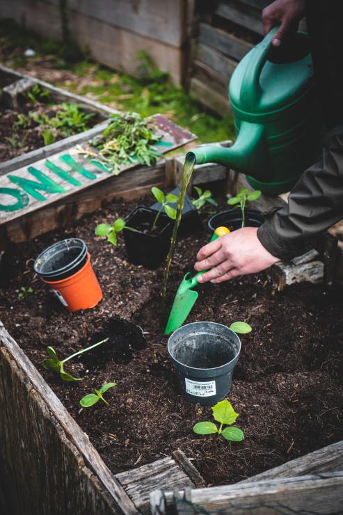 documenting the story of your garden garden storytelling