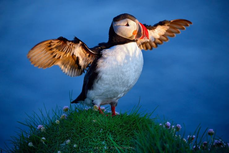 mobility Puffin, Iceland.