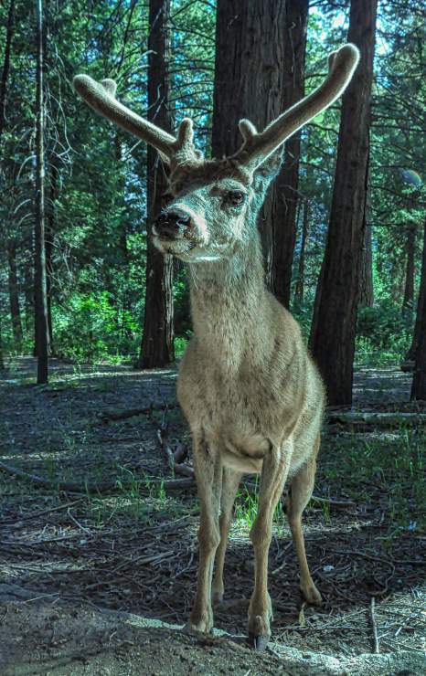 mobility A deer, Yosemite National Park.