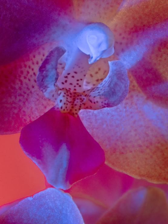 orchid flower with false color