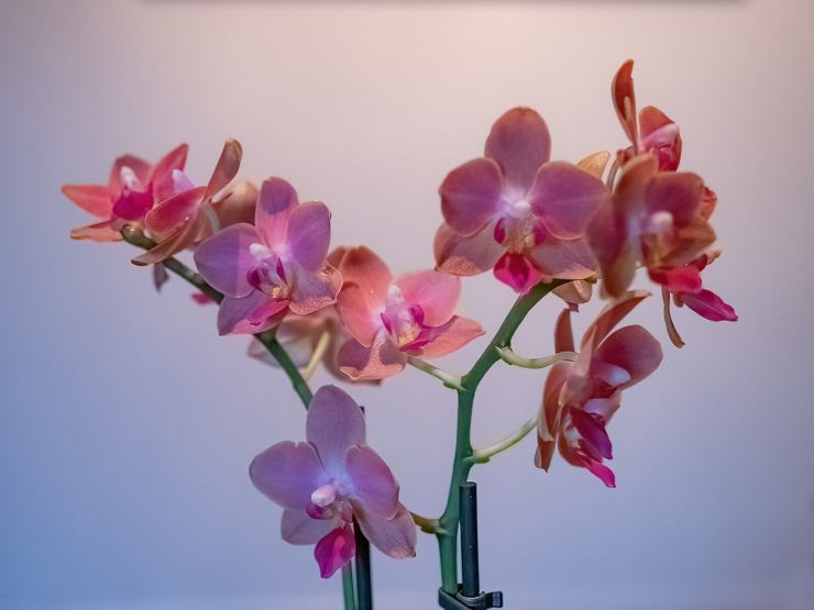 Orchid flower blooms