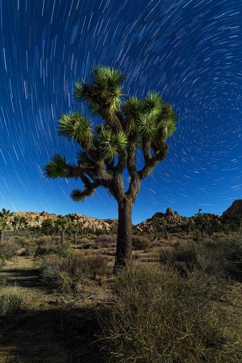 Star trails, Joshua Tree National Park. This was created using an external intervalometer and Bulb Mode but with in-camera stacking. 