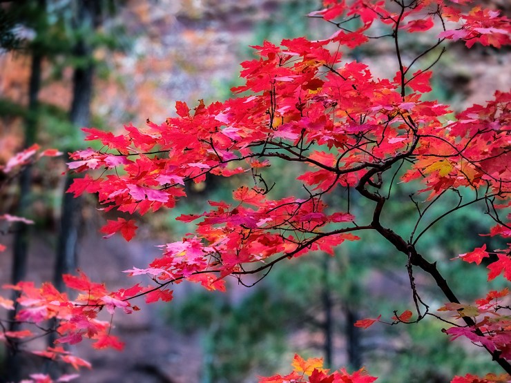 maple leaves fall color