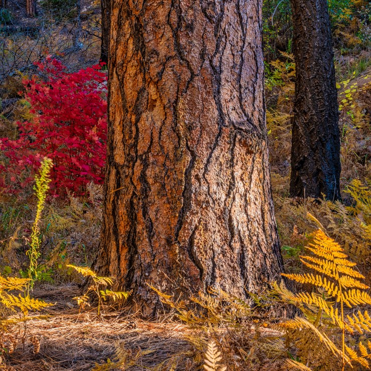 Ponderosa pine with fall color photo