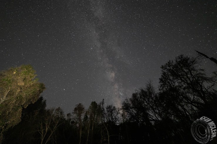 light painting trees with Milky Way