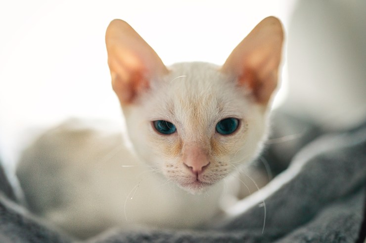 White cat picture