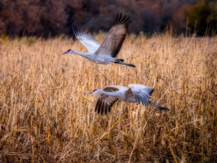 sandhill cranes in filght bird photograpy