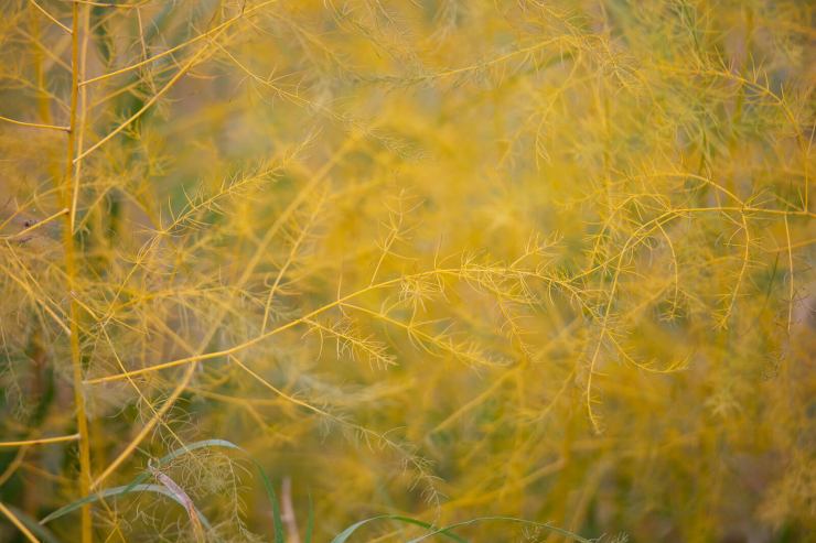 yellow fuzzy grasses details