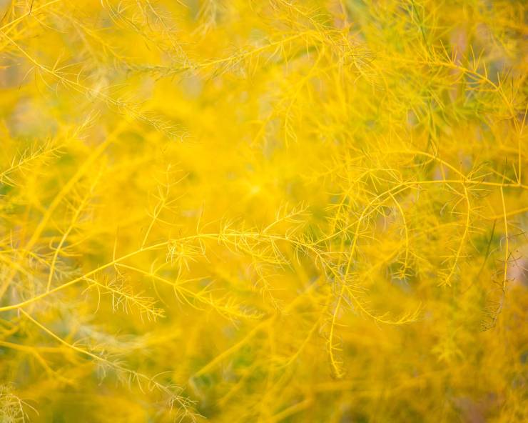 yellow fuzzy grasses details final