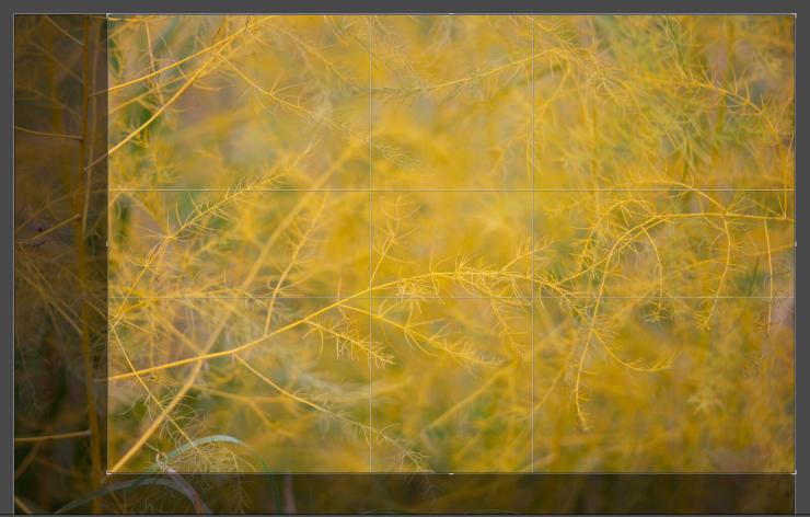 yellow fall grasses crop overlay details