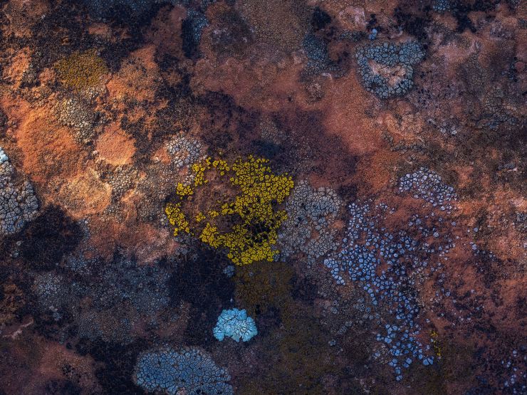 photo of lichen on rock