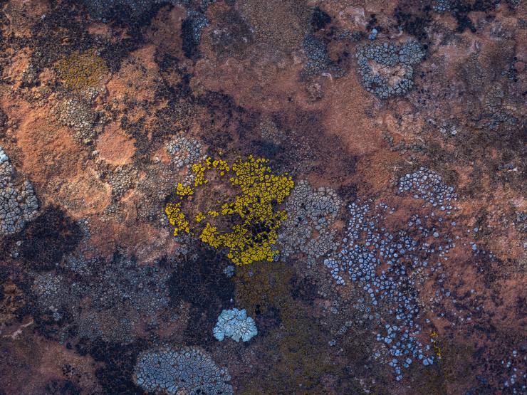 sooc photo of lichen on rock