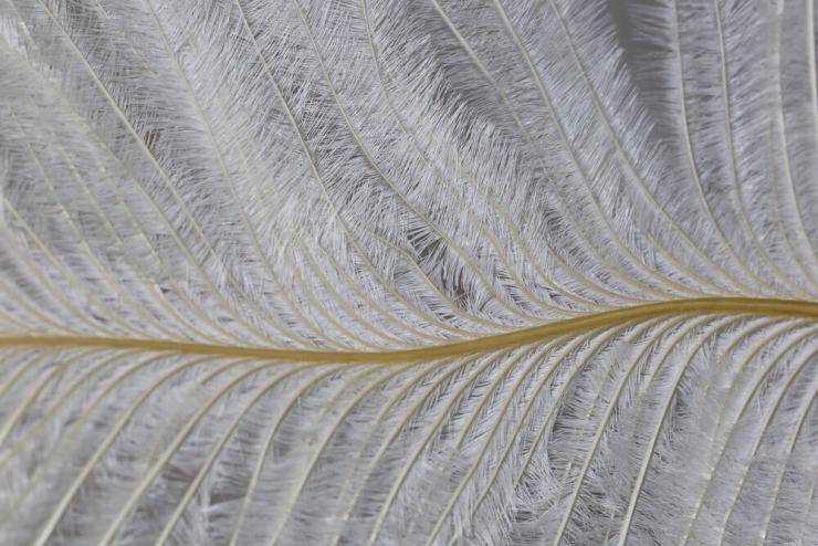 macro feather textures