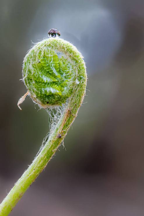 water drop on fiddle head fern