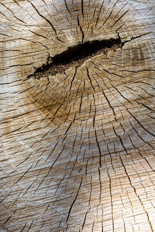 macro tree stump textures