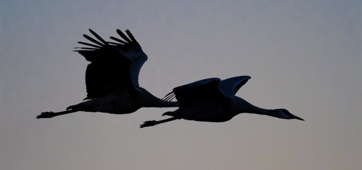 Sandhill cranes silhouette