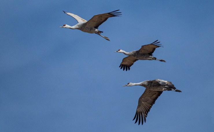 Sandhill cranes in flight