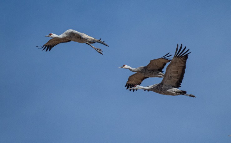 sandhill cranes in flight