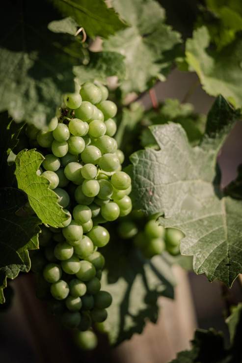green grapes at vineyard Durnstein