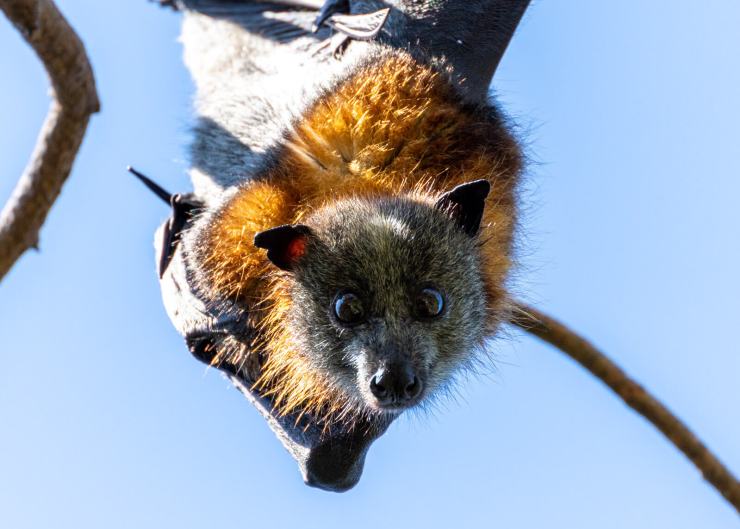 Bats hang by their feet as it's more energy efficient