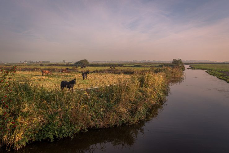 horses in field outside of Amsterdam